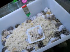 -万商花鸟市场