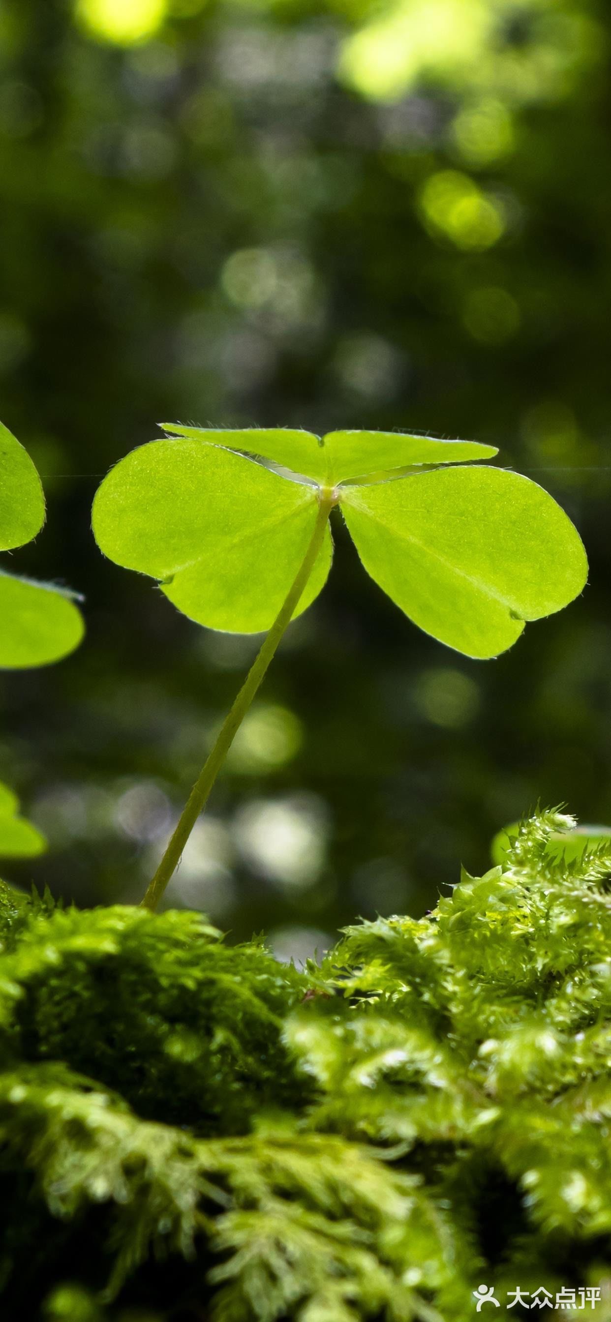 扑克牌里面的梅花就是代表幸运的三叶草