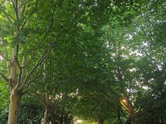 -上海吴淞炮台湾国家湿地公园