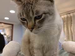 -共舞时光猫咖·狗咖(新街口店)