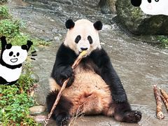 -都江堰中华大熊猫苑