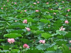 -荔湾湖公园