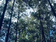 -合肥滨湖国家森林公园