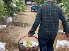 -马陆小张葡萄园农家乐