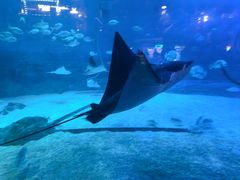 -烟台海昌鲸鲨海洋公园