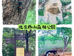 -北京西山国家森林公园
