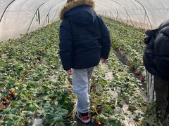 -小鱼草莓采摘园农家乐·小鱼餐厅