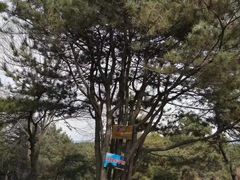 -高尔山公园