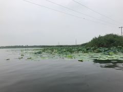 -白洋淀景区