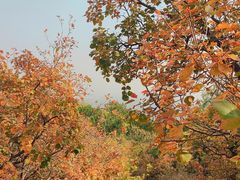 -北京西山国家森林公园