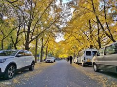 -三里屯东五街银杏大道