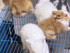 -中环花鸟鱼虫市场