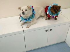 -瑞派·关忠动物医院·异宠专科·犬猫肿瘤·皮肤专科(望京店)