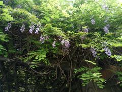 -宋庆龄陵园