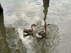-海珠湖公园