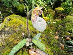 -昆明植物园