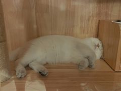 -lincat·猫舍(广州店)