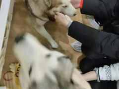 -Husky Go! 哈士奇体验馆·宠物咖啡厅狗咖