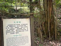-天目山大树王景区