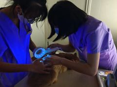 -瑞派康怡24h宠物医院·犬猫医疗中心·微创绝育(瑞景分院)
