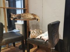 -猫色咖啡·猫咖