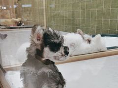 -帕帕拉兹宠物(亚洲旗舰店)