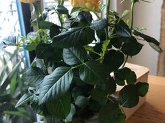 -艾蜜西餐厅(梅园店)