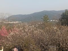 -香雪海