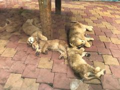 -大连森林动物园