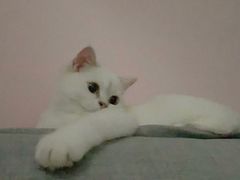 -猫大福·Fortune Cat猫舍(百子湾店)