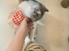 -共舞时光猫咖·狗咖(新街口店)