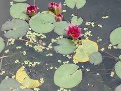 -莲花池公园