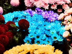 -双季花艺园艺市场(浦东店)