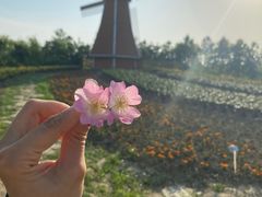 -金卉庄园
