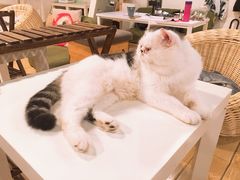 -Cappucimeow猫咪咖啡馆(韦伯时代店)