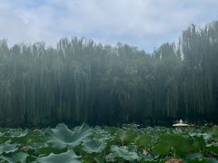 -团结湖公园