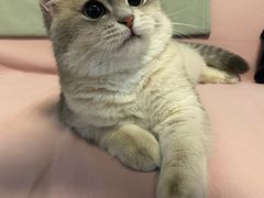 -猫十亿·布偶金渐层·曼基康矮脚猫舍(青年路店)