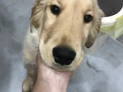 -宠颐生嘉德动物医院