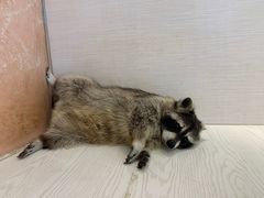 -浣熊柯尔鸭土拨鼠·电玩咖
