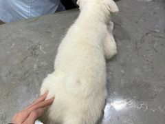 -四月宠物医院·猫专科·心脏专科·内科(转塘店)
