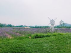 -北京东方普罗旺斯薰衣草庄园