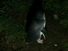 -企鹅岛