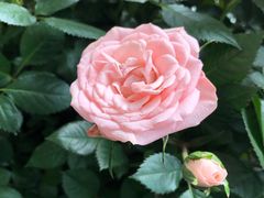 -金科花卉市场