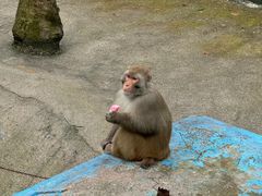 -大连森林动物园