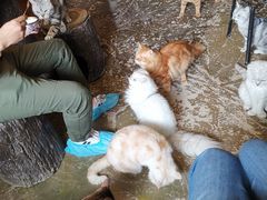 -猫猫幼稚园·撸猫·桌游·电玩