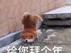 -宠颐生贝利健动物医院(谢家湾分院)