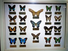 -上海昆虫博物馆