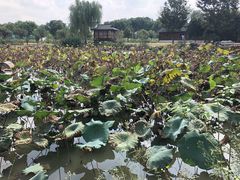-鹅湖玫瑰文化园