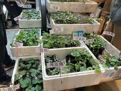 -双季花艺园艺市场(浦东店)
