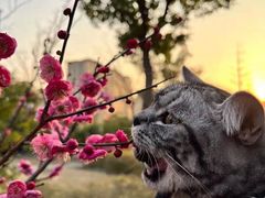 -东方名猫馆·英短金渐层布偶猫舍(环线广场1号楼店)